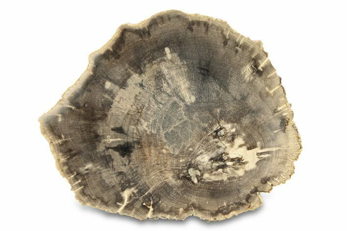 Polished Petrified Wood (Dicot) Round - Texas #289420